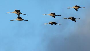 Kraniche sind nun auch in Bayern an der Vogelgrippe verendet. (Archivfoto) Kraniche sind nun auch in Bayern an der Vogelgrippe verendet. (Archivfoto)