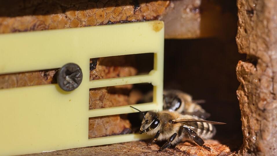 In Starnberg sind zwei Bienenvölker verendet, weil die Bienenkästen unsachgemäß geöffnet wurden. (Symbolbild) In Starnberg sind zwei Bienenvölker verendet, weil die Bienenkästen unsachgemäß geöffnet wurden. (Symbolbild)
