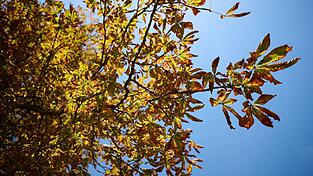 Der Herbst zeigt sich in den nächsten Tagen mit milderen Temperaturen. (Symbolbild) Der Herbst zeigt sich in den nächsten Tagen mit milderen Temperaturen. (Symbolbild)