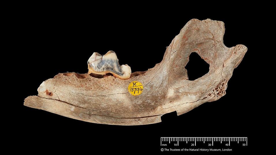 Der älteste genetische Nachweis stammt den neuen Analysen zufolge von einem Hund, der vor 15.800 Jahren lebte. Der älteste genetische Nachweis stammt den neuen Analysen zufolge von einem Hund, der vor 15.800 Jahren lebte.