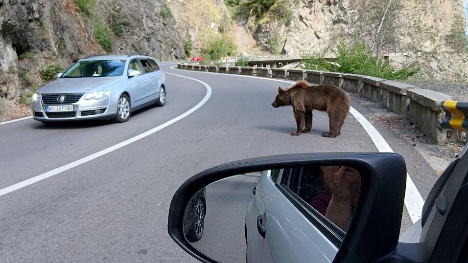 Ein B&auml;r mitten auf der Stra&szlig;e. (Archivbild)
