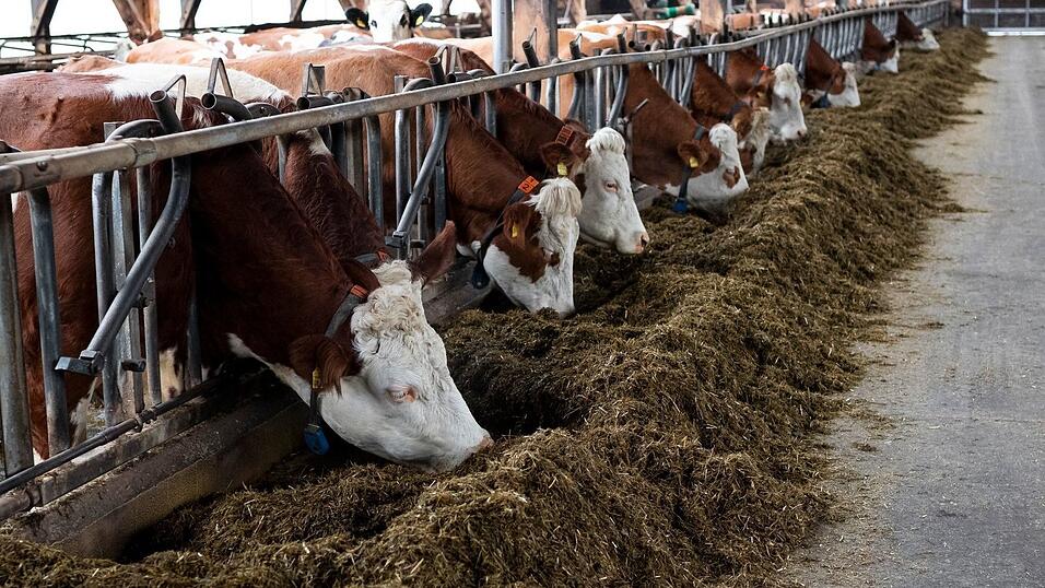 Die Haltungsbedingungen von Nutztieren spielen eine immer gr&ouml;&szlig;ere Rolle - Landwirte in Bayern haben daher ein gro&szlig;es Interesse an F&ouml;rdergeldern f&uuml;r den Umbau oder Neubau von Stallungen. (Illustration)