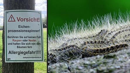 Entlang des Pilgerwegs am Gst&uuml;tt wird vor dem Eichenprozessionsspinner gewarnt (links). Die H&auml;rchen der Raupen k&ouml;nnen erhebliche Gesundheitsprobleme ausl&ouml;sen.
