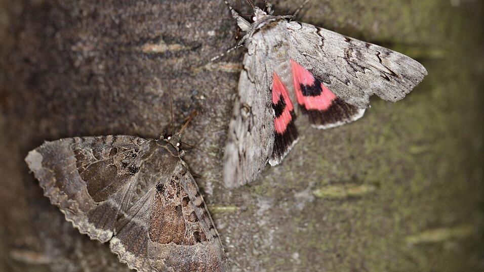 Harmonie am Futterplatz: ein schwarzes Ordensband und ein Weidenkarmin, der ebenfalls zu den Ordensbändern gehört. Harmonie am Futterplatz: ein schwarzes Ordensband und ein Weidenkarmin, der ebenfalls zu den Ordensbändern gehört.