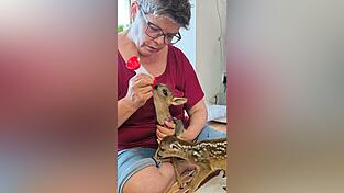 Karolin Aigner musste die Jungtiere alle zwei Stunden füttern. Karolin Aigner musste die Jungtiere alle zwei Stunden füttern.