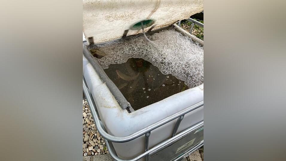 In Wannen und Containern wurde so viele Fische wie möglich gerettet.
