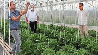 Biobauer Michael Simml f&uuml;hrte die Kreisr&auml;te durch sein Gew&auml;chshaus. Zehn Sorten Tomaten zieht der Gem&uuml;sebauer. Pflanzenschutzmittel braucht er nicht, Simml setzt stattdessen auf Fruchtfolge und den gezielten Einsatz von N&uuml;tzlingen.