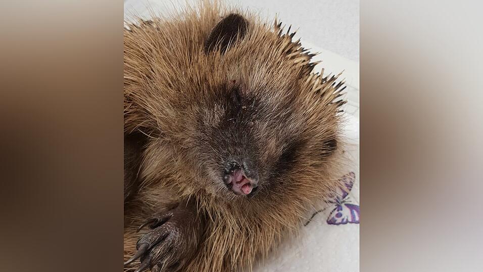Dieser schwer verletzte Igel wurde der 'Tierhilfe Straubing und Umgebung' am 25. April gebracht. Das Tier wurde &uuml;ber Nacht von einem M&auml;hroboter erfasst und starb nach mehreren Stunden.