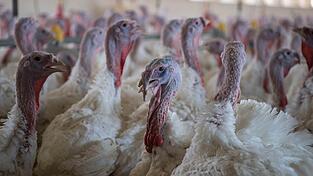 Puten im Stall eines Mastbetriebs. (Symbolbild)