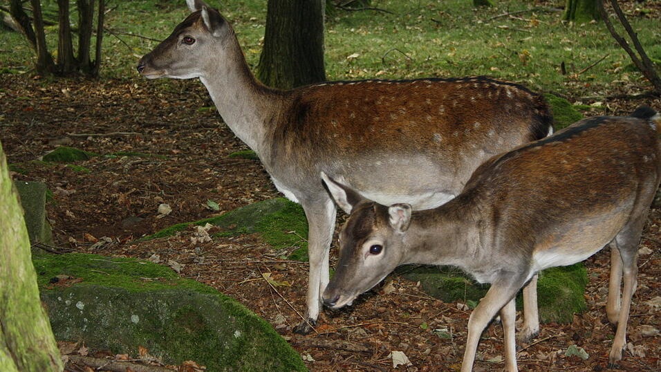 In dem rund fünf Hektar großen Wildnisgelände leben Rehe, Hirsche, Wildkatzen und Luchse.