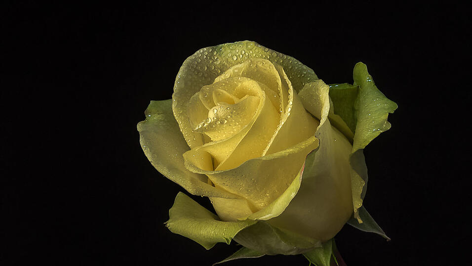 Platz 9: Helmuth Schmidt