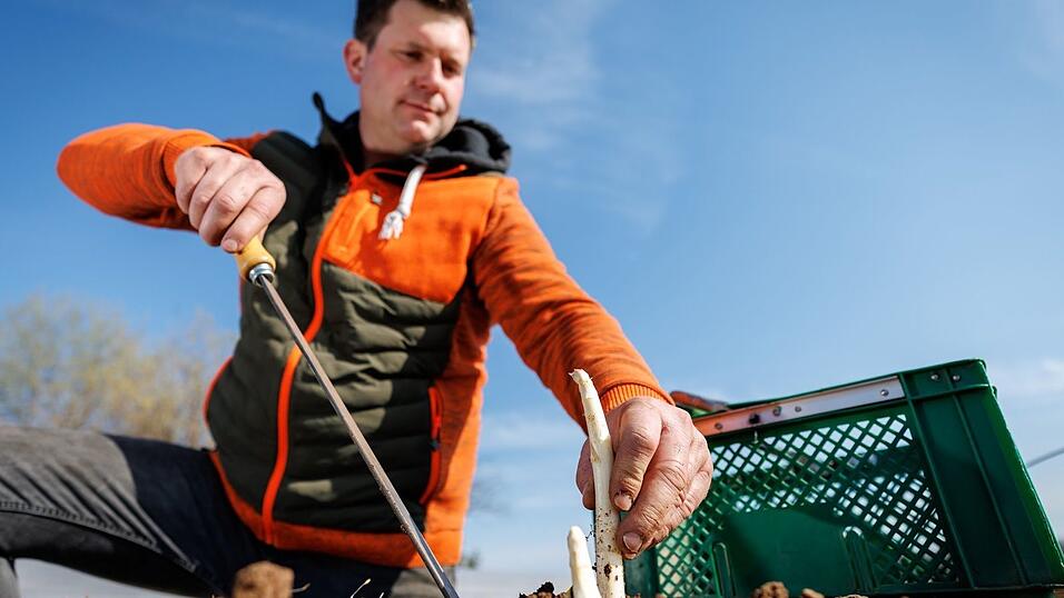 Spargelernte ist Handarbeit.