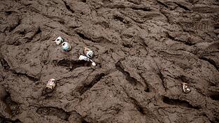 Leere Bierdosen liegen im Schlamm auf einem Festivalgel&auml;nde. (Symbolbild)