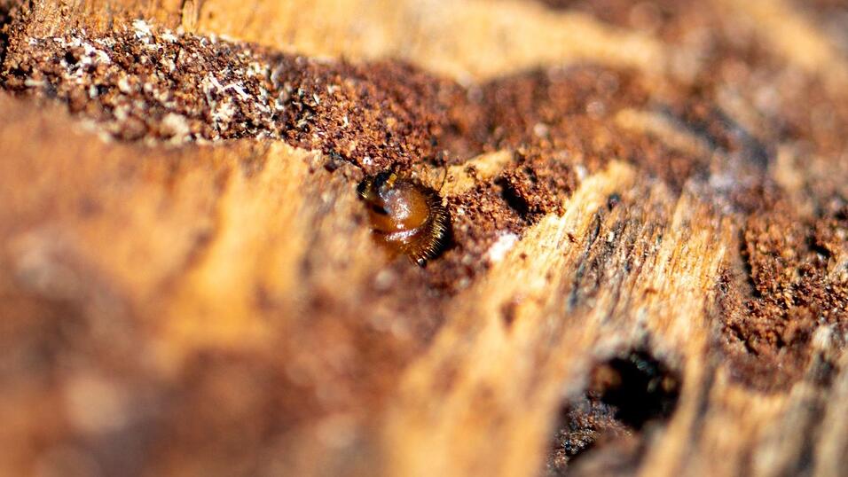 Borkenkäfer sind klein, können in Nadelwäldern aber große Schäden anrichten. (Symbolbild) Borkenkäfer sind klein, können in Nadelwäldern aber große Schäden anrichten. (Symbolbild)