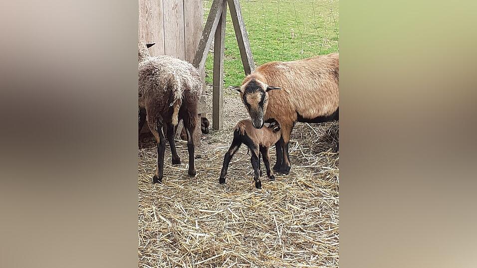 Tierische Freude zum Frühlingsbeginn.