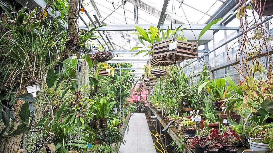Es gr&uuml;nt und bl&uuml;ht - wie der Blick in eines der Gew&auml;chsh&auml;user des Botanischen Gartens eindrucksvoll beweist.