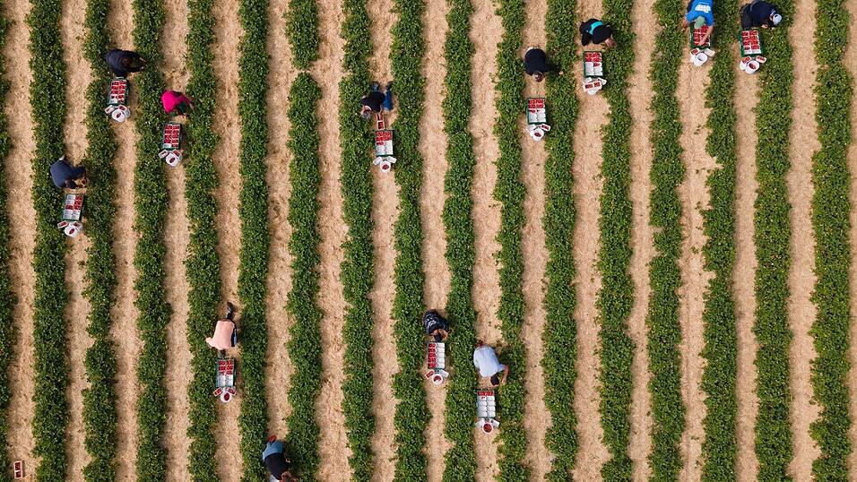 Die Erdbeerernte im Freiland ist arbeitsintensiv