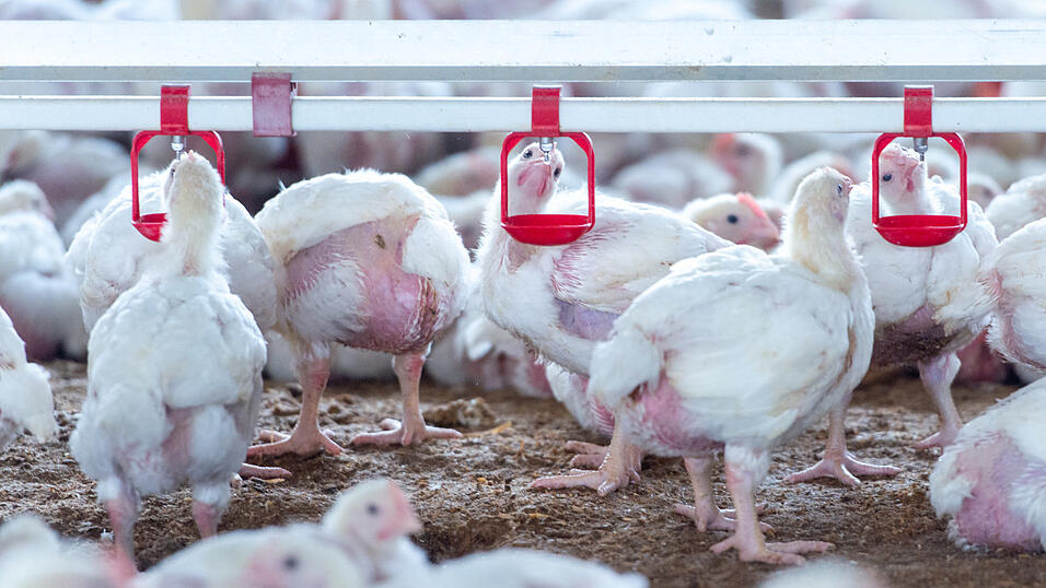 Das Grundst&uuml;ck f&uuml;r den Stall befindet sich im Au&szlig;enbereich. (Symbolbild)