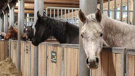 Insgesamt 35 Araberpferde leben heute im Gest&uuml;t &bdquo;Sax Arabians Germany&ldquo;.