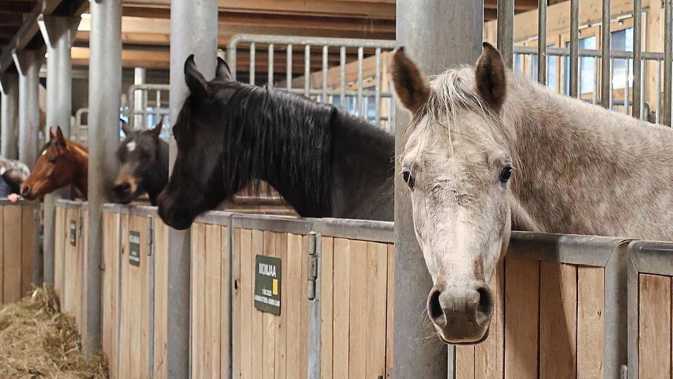 Insgesamt 35 Araberpferde leben heute im Gest&uuml;t &bdquo;Sax Arabians Germany&ldquo;.