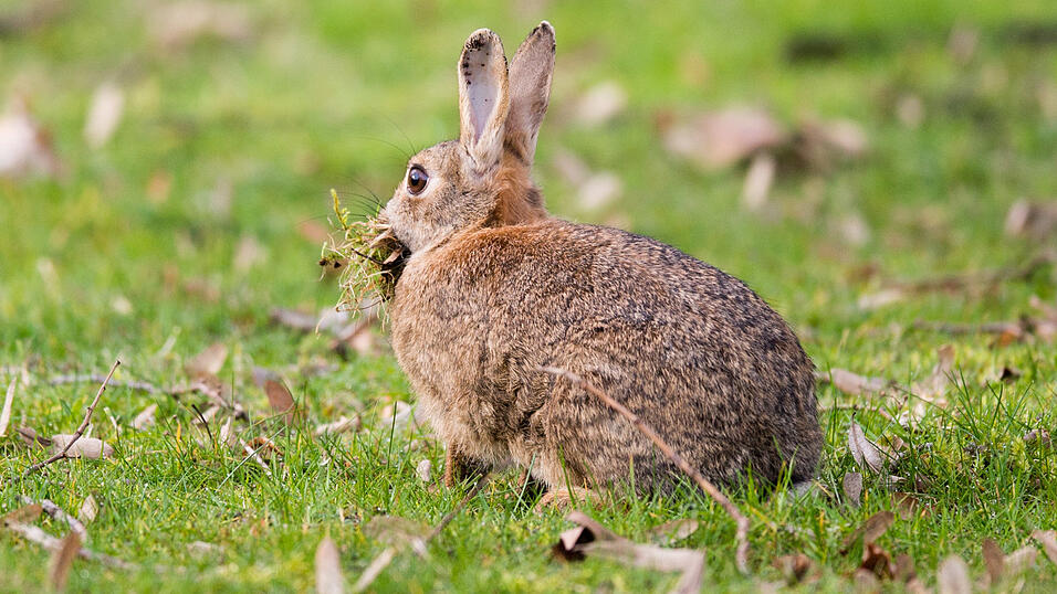 Ein Kaninchen hockt mit vollem Maul auf einer Wiese. Auch in den Isarauen f&uuml;hlen sie sich wohl.