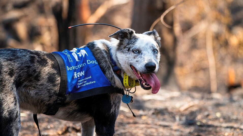 Bear wurde mit seiner feinen Nase im &laquo;Schwarzen Sommer&raquo; weltber&uuml;hmt. (Archivbild)