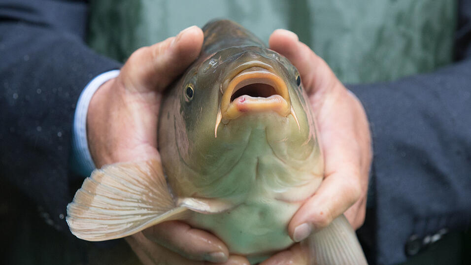 Karpfen aus der Oberpfalz, Hochburg der Fische.