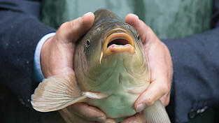 Karpfen aus der Oberpfalz, Hochburg der Fische.
