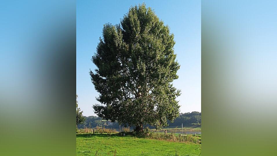 Die vom Aussterben bedrohte Schwarzpappel wurde 'Baum des Jahres 2006'. Der schnell wachsende Riese sei so selten geworden, dass er auf der Roten Liste bedrohter Pflanzenarten steht, hatte das Kuratorium Baum des Jahres damals mitgeteilt. Die vom Aussterben bedrohte Schwarzpappel wurde 'Baum des Jahres 2006'. Der schnell wachsende Riese sei so selten geworden, dass er auf der Roten Liste bedrohter Pflanzenarten steht, hatte das Kuratorium Baum des Jahres damals mitgeteilt.