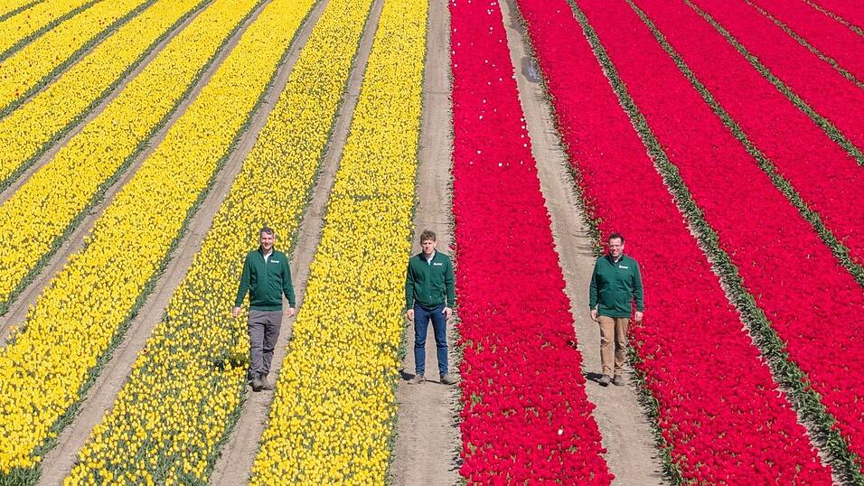 Mehrere Millionen Tulpen in verschiedenen Farben sorgen f&uuml;r bunte Felder.