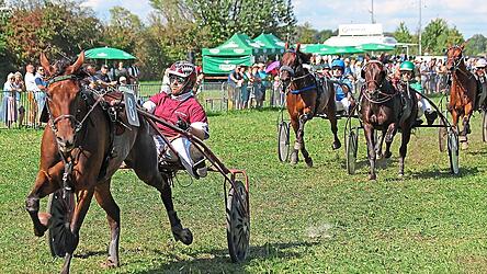 Martin Geineder mit MS Junglefire siegte vor Offroader mit Alois Ortner. Der Beste am Samstag beim Erdinger Renntag war Martin Geineder vom Trabrennstall Arndorf (links), der sich gegen die starke Konkurrenz durchsetzte.