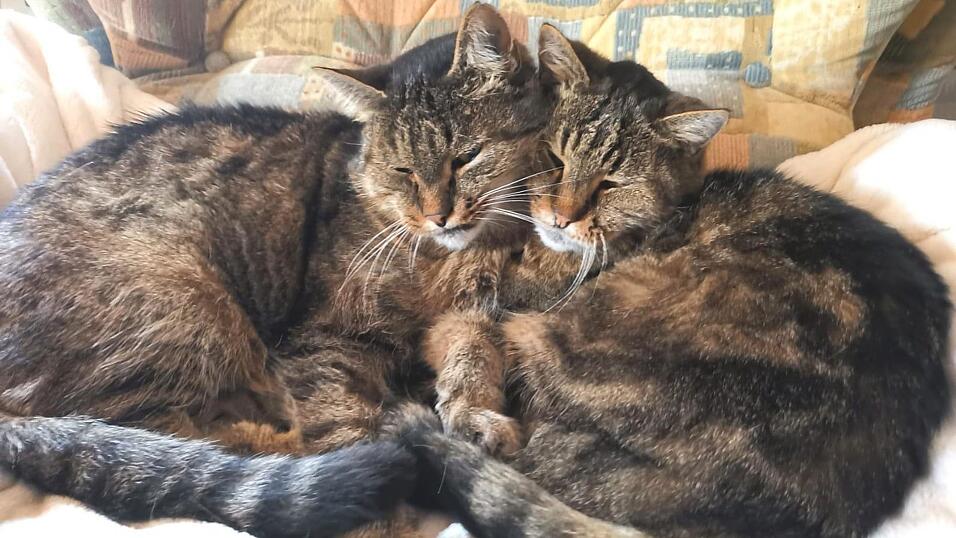 Das Katzenhaus in Miltach beherbergt das ganze Jahr &uuml;ber etwa 300 Katzen.