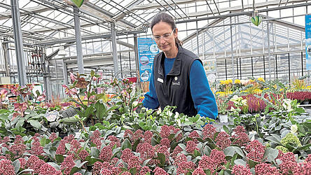 Siegrun Hiendl sieht nach, wie es den Christrosen geht. Die winterharte Staude eignet sich gut für Grabbepflanzung.