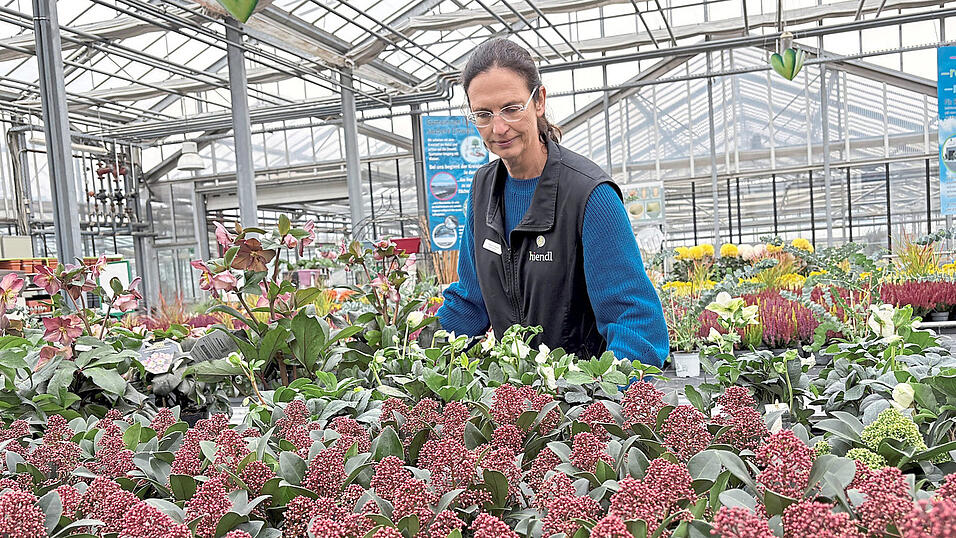Siegrun Hiendl sieht nach, wie es den Christrosen geht. Die winterharte Staude eignet sich gut für Grabbepflanzung.