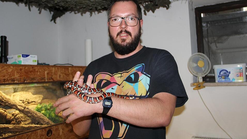 Kai Wiertelorz mit seiner Bergkönigsnatter. Mit ihrer auffallend roten Färbung schreckt sie Fressfeinde ab, denn sie suggeriert, sie sei giftig. Kai Wiertelorz mit seiner Bergkönigsnatter. Mit ihrer auffallend roten Färbung schreckt sie Fressfeinde ab, denn sie suggeriert, sie sei giftig.