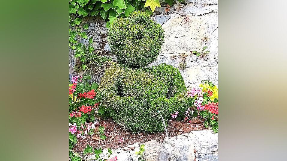 Pflanzliches Abbild des Manneken Pis im Parc des Topiaires