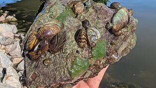 Bunt und vielfältig wie im Aquarium: Auf diesem einen Uferstein haben sich Dutzende Dreikantmuscheln, Kahnschnecken, Algen und Süßwasserschwämme nebeneinander angesiedelt.