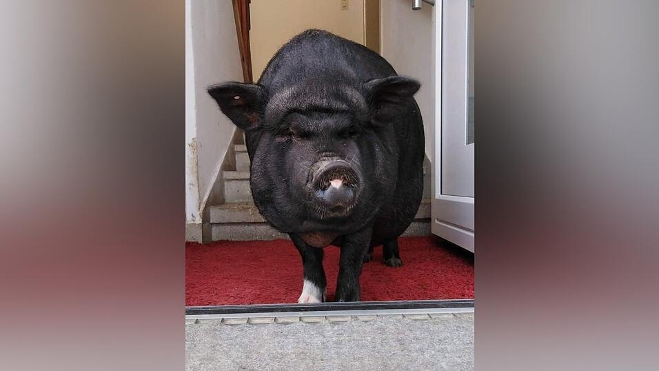 Monti in seinem Revier - Die T&uuml;r zum Garten steht bei gutem Wetter immer offen, damit er, so oft er will, hinaus kann.