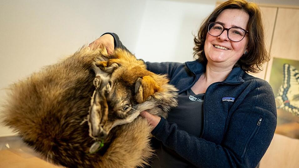 Was von einem &uuml;berfahrenen Wolf &uuml;brig blieb: Ina Pokorny aus dem Naturkundemuseum zeigt ein pr&auml;pariertes Wolfsfell aus der Sammlung.