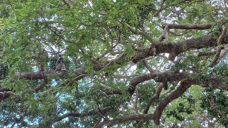 Fotos von Katis Safari im Yala-Nationalpark. Dabei sah die Weltreisende viele wilde Tiere, war aber von vielen anderen Fahrzeugen umgeben.