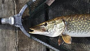 Zwei Jugendliche haben vergangene Woche am Reibersdorfer See illegal einen Hecht wie diesen (Symbolfoto) gefangen.