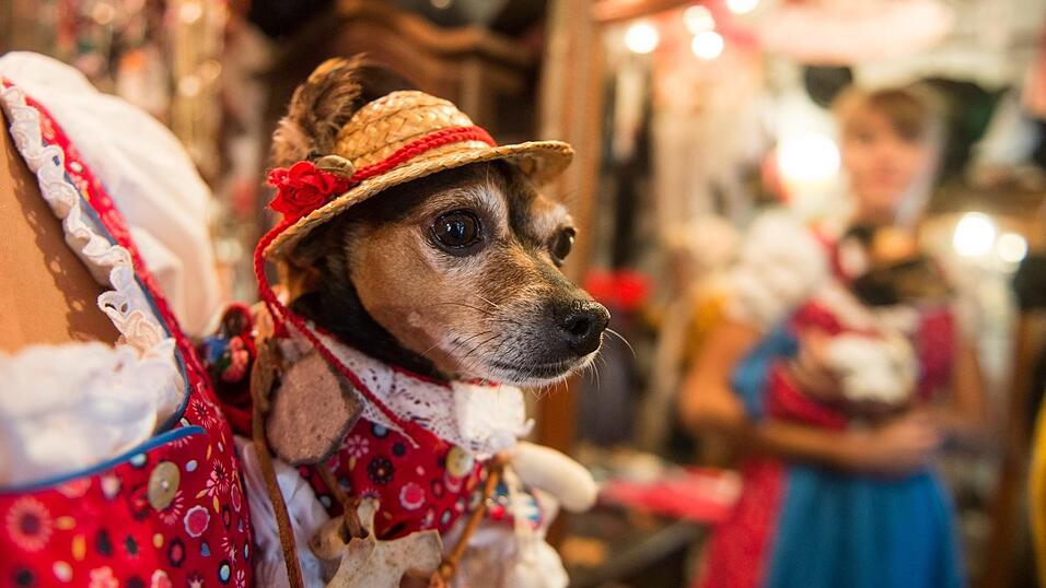 Angsterfüllte Augen. Für Hunde sind der Lärm und die Menschenmassen auf dem Gäubodenvolksfest die Hölle.