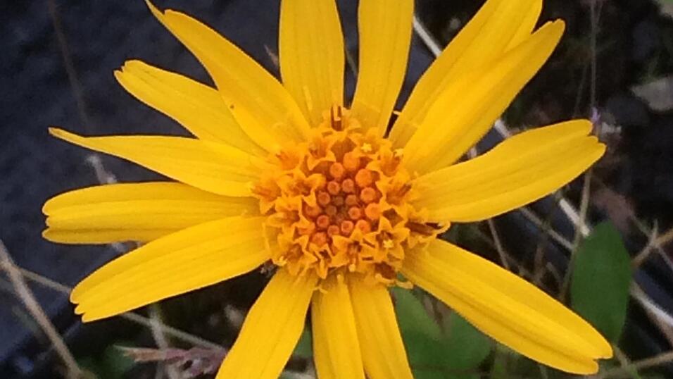 Bekannt als Heilpflanze: Arnika (Arnica montana) oder Bergwohlverleih. Bekannt als Heilpflanze: Arnika (Arnica montana) oder Bergwohlverleih.