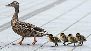 Ein 35-J&auml;hriger will in Landshut einer Gruppe Enten ausweichen. Dabei ger&auml;t er ausgerechnet seinem neben ihm fahrenden Sohn in die Quere. (Symbolbild)