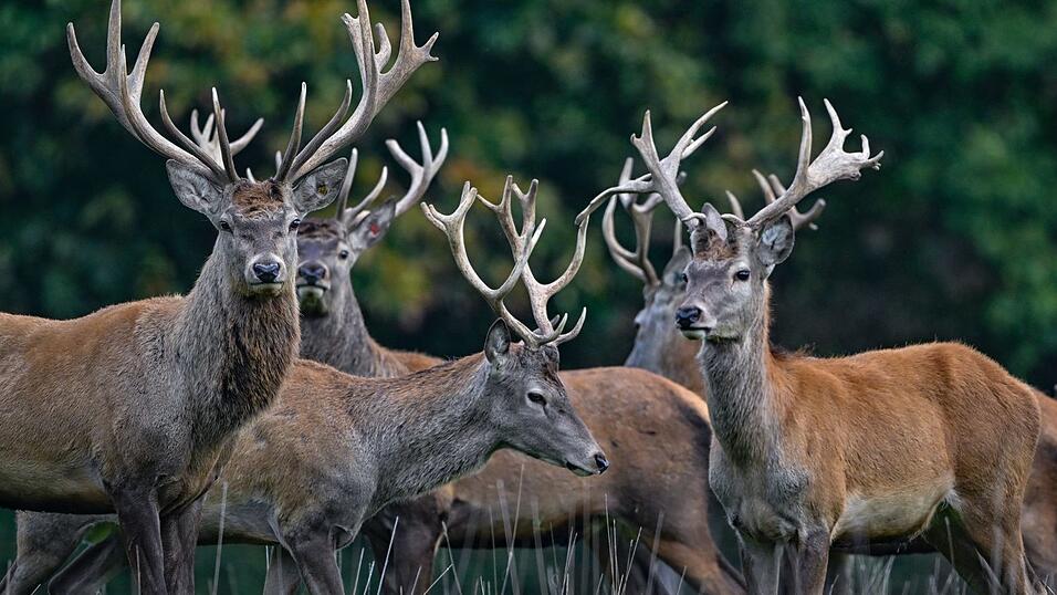 Die Rothirsche sind wieder in der Anlage. (Symbolbild) Die Rothirsche sind wieder in der Anlage. (Symbolbild)