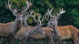 Die Rothirsche sind wieder in der Anlage. (Symbolbild) Die Rothirsche sind wieder in der Anlage. (Symbolbild)