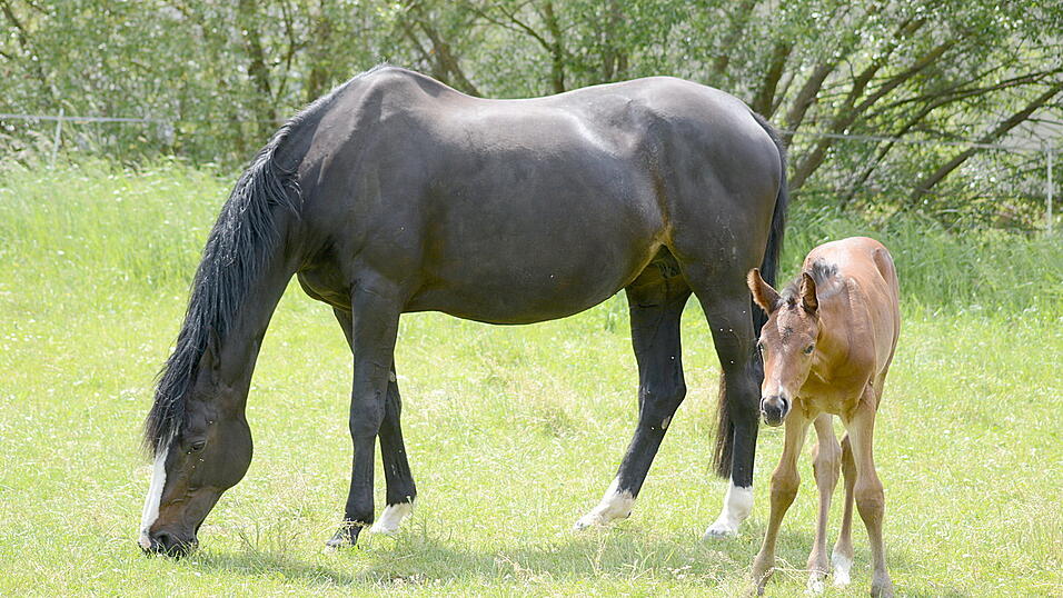Ein Fohlen ist auf einem Pferdehof im Landkreis Landshut verletzt worden. (Symbolbild) Ein Fohlen ist auf einem Pferdehof im Landkreis Landshut verletzt worden. (Symbolbild)