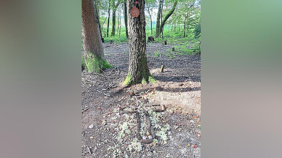 Eines der Baumgräber in Schwarzach. Die Angehörigen haben die Grabstelle mit Tannenzapfen geschmückt. Die Daten des Verstorbenen stehen auf einer Metallplatte in Blattform, die am Baum festgemacht ist.