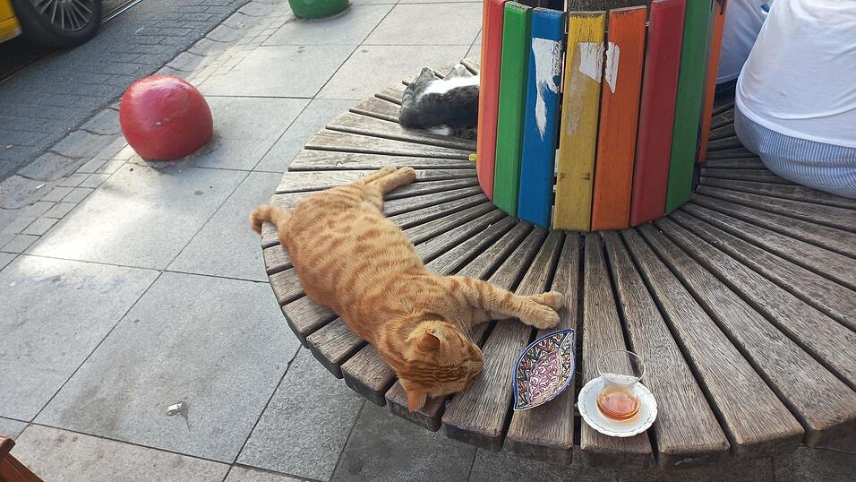 Man trifft sie wirklich überall an: Katzen in Istanbul.