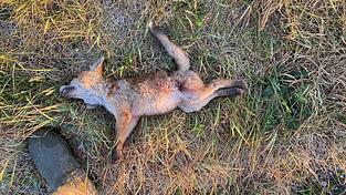 Der kleine Fuchs verendete qualvoll. Ein Kleinkalibergeschoss hat ihn auf H&ouml;he der Blase getroffen.